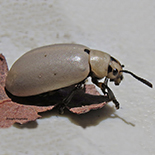 Cerochroa brachialis